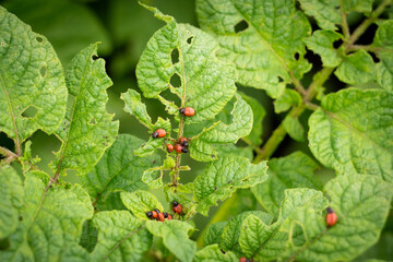 The Colorado potato beetle, also known as the ten-lane beetle, ten-line potato beetle, or potato beetle, is a major pest of potato crops.