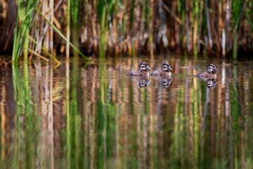 Floating ducklings. Nature background. Duck: White headed Duck. Oxyura leucocephala.