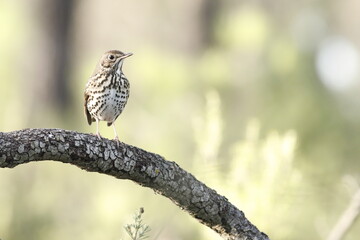 Zorzal común (Turdus philomelos)