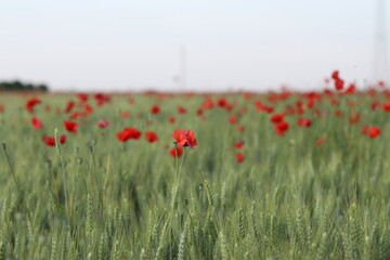 poppy field in the summer