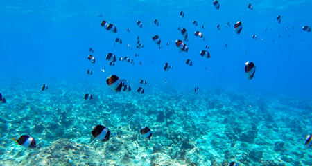 Fototapeta na wymiar School of fish under the ocean, South Ari Atoll, Maldives
