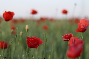 red poppies in the field