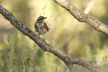 Zorzal charlo (Turdus viscivorus)