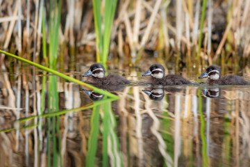 Floating ducklings. Nature background. Duck: White headed Duck. Oxyura leucocephala.