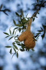 Bird nest. Eurasian Penduline Tit. Remiz pendulinus. Nature background. 