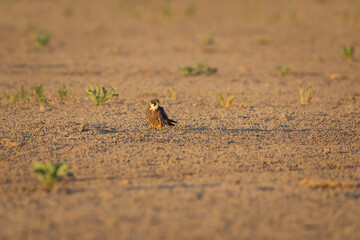 Falcon. Yellow nature background. Eurasian Hobby. Falco subbuteo.