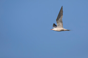 Flying bird. Blue sky background. Bird: Common Tern. Sterna hirundo.