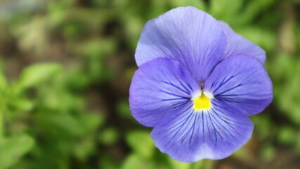 Beautiful summer wildflower pansies on a dark green background.
