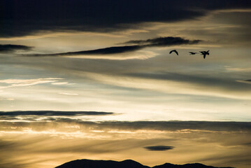 Migración al atardecer