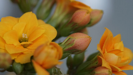 Selective focus shot of kalanchoe flowers with yellow and orange petals
