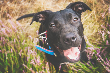 Czarny pies z językiem na wierzchu patrzy prosto w kamerę. - obrazy, fototapety, plakaty