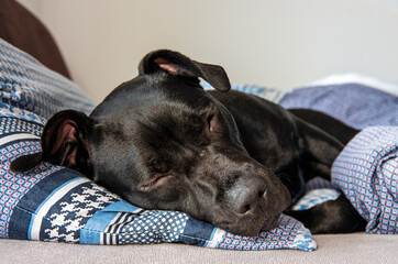 Czarny american staffordshire terrier, leży w łóżku i odpoczywa. - obrazy, fototapety, plakaty