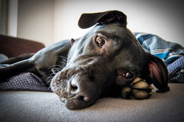 Czarny american staffordshire terrier, leży w łóżku i odpoczywa.