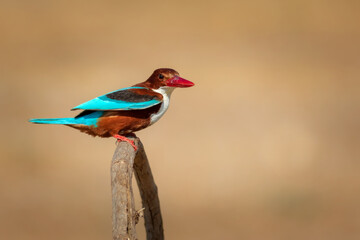 Colorful bird. Yellow nature background. White throated Kingfisher.  