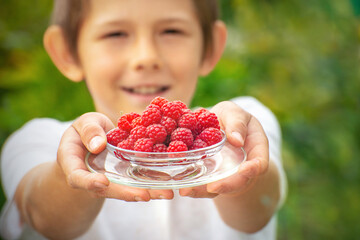 Happy child holding fresh raspberries in his hands. A cute child stretches forward his hands with a...