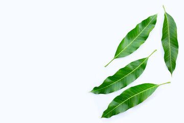 Top view of mango leaves on white background.