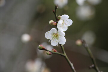 Flowers of a plum. Flores de ameixa. 梅 - ume
