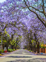 Purple blue Jacaranda mimosifolia bloom in Johannesburg and Pretoria street during spring in...