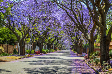 Purple blue Jacaranda mimosifolia bloom in Johannesburg and Pretoria street during spring in...