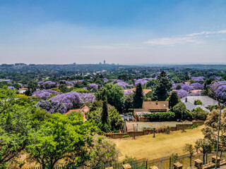 Fototapeta premium Aerial view of Johannesburg , the largest urban forest during Spring - Jacaranda blooming in October in South Africa