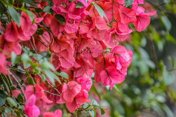 Macro closeup of pink bougainvillea flower with petals blooming in a garden