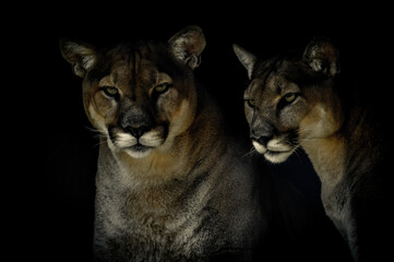 Fototapeta premium Artistic portrait of a Cougar or mountain lion or Puma Concolor isolated in black background