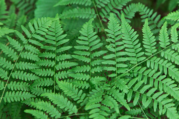 Green leaf of fern plant in forest close up. Natural beautiful green background, texture