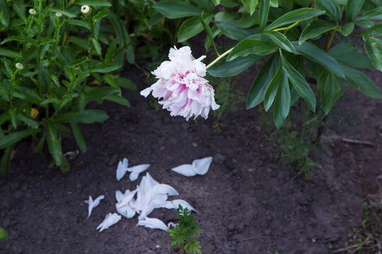 Beautiful fading pink peony flower with crumbling petals in garden. Dying beauty
