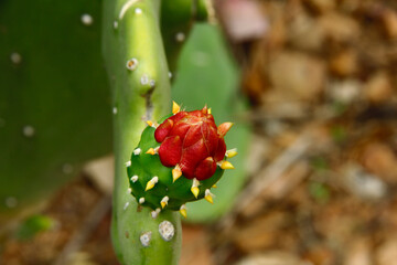 Figo da Índia no sertão bahiano