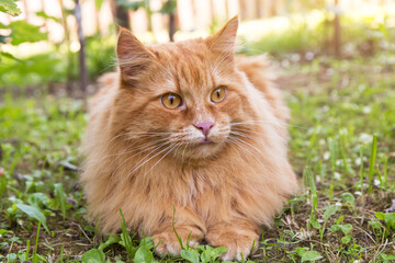 Naklejka na ściany i meble Beautiful fluffy red orange cat lie in green grass outdoors in garden in spring summer nature in sunlight
