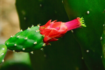 Figo da Índia no sertão bahiano