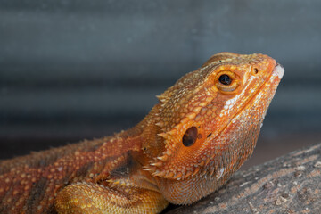 bearded dragon on ground with blur background