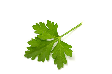 Green parsley leaf isolated on white background.