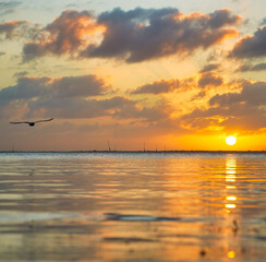 sunset over the sea bird sun clouds beautiful scene reflections yellow orange colors nature beach 