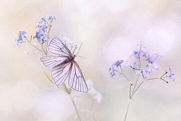Makro Motyl (Siona lineata)   © Iwona