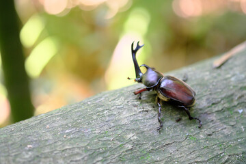 木にとまる可愛いカブト虫のオス