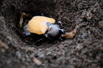 黄色の羽になる羽化したカブトムシ