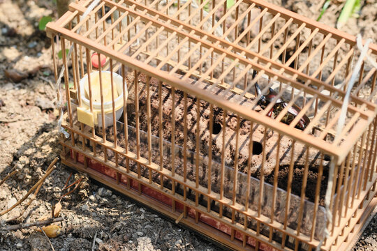 5,471 件の最適な 虫かご 画像、ストック写真、ベクター Adobe Stock