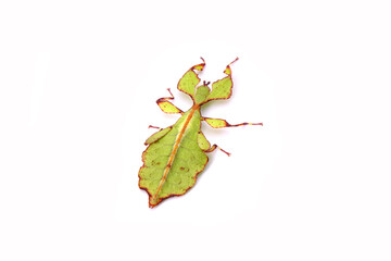 Leaf insect (Phyllium westwoodii) isolated on white background. Green leaf insect or Walking...