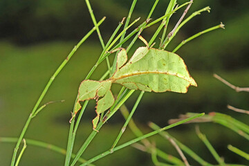 Leaf insect (Phyllium westwoodii), Green leaf insect or Walking leaves are camouflaged to take on the appearance of leaves, rare and protected. Selective focus with blurred green background