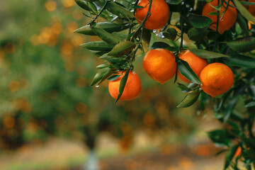 Closeup of ripe mandarin oranges with green leaves hanging on the branch in morning light.