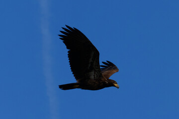 Eagle Flying in the Sky on Vancouver Island in Nanaimo, British Columbia, Canada at Neck Point Park.
