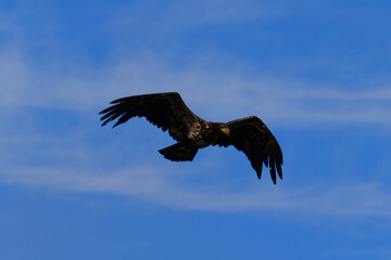 Eagle Flying in the Sky on Vancouver Island in Nanaimo, British Columbia, Canada at Neck Point Park.
