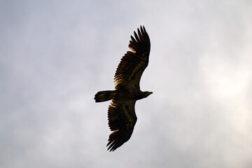 Obraz premium Eagle Flying in the Sky on Vancouver Island in Nanaimo, British Columbia, Canada at Cable Bay Trail.