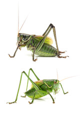 grasshopper isolated on white