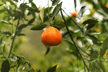 Closeup of ripe mandarin oranges with green leaves hanging on the branch in morning light.
