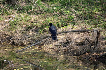 Dark Hooded crow or Corvus cornix or Hoodie grey and black small scarry curious looking bird sitting on dry branch over calm lake surrounded with dry grass and branches on warm sunny spring day