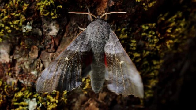 A large Poplar Hawk Moth. Scientific name Laothoe populi. Moth is gently warming up before flight when its wings become a blur. It defecates before taking off.