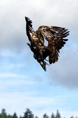 Two Eagles Fighting in the Sky on Vancouver Island in Nanaimo, British Columbia, Canada at Cable Bay Trail.