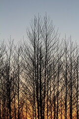 Elegant tall dense trees with branches without leaves in local forest at sunset with clear sky and setting sun in background on warm sunny spring day